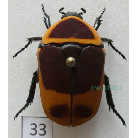 Pachnoda marginata peregrina Kolbe, 1906 ex. ovo Czad33